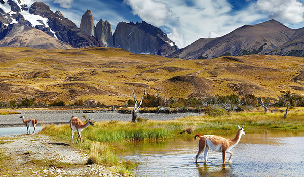 Guanacos_Torres_del_Paines_National_Park_Chile_1425