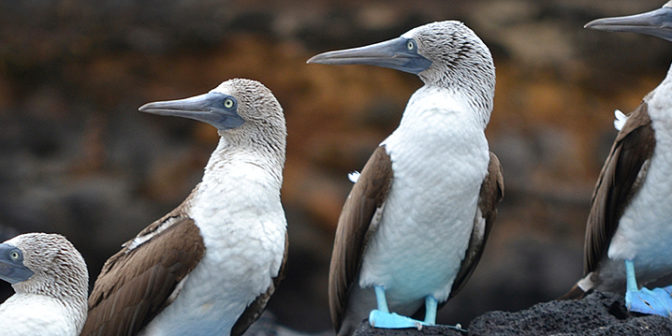 galapagos-otel-scalesia-lodge